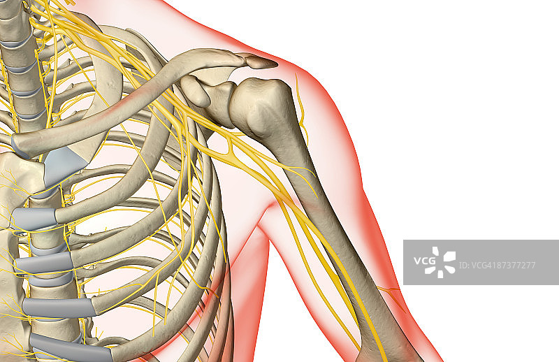 肩部神经图片素材