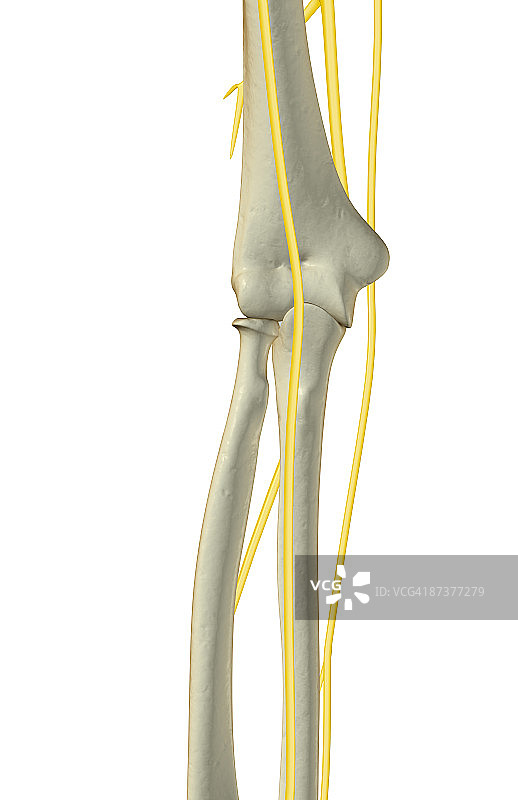 肘部神经图片素材