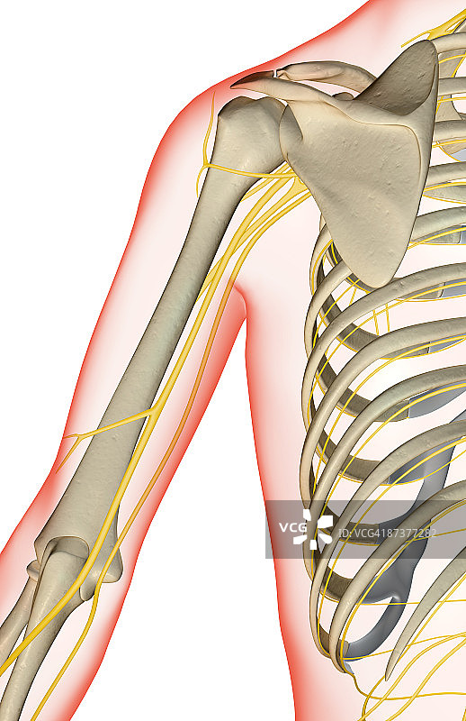 肩部神经图片素材