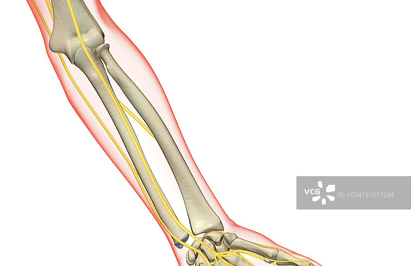 前臂神经图片素材