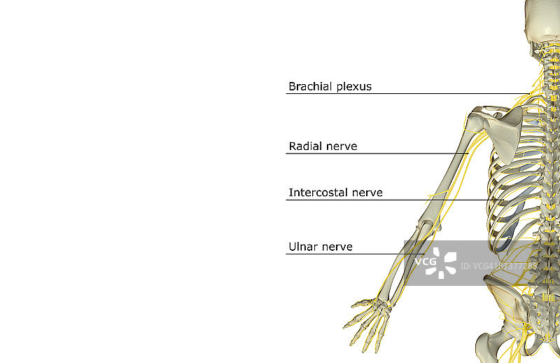 上肢神经图片素材