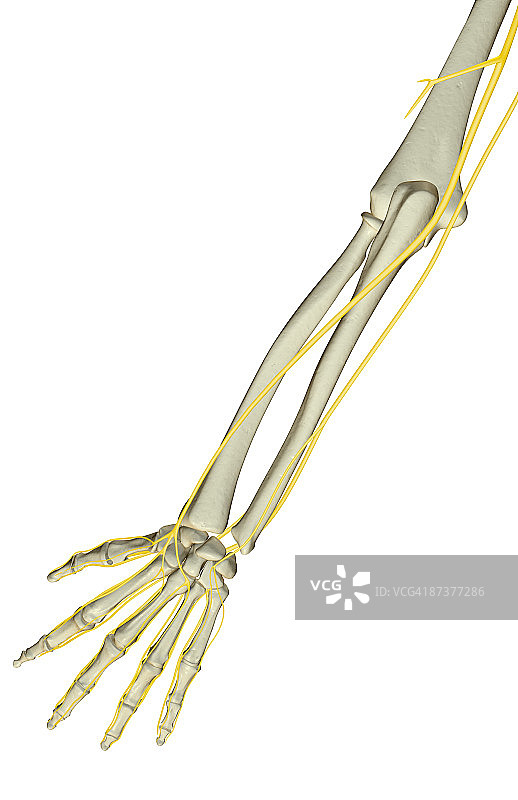 前臂神经图片素材