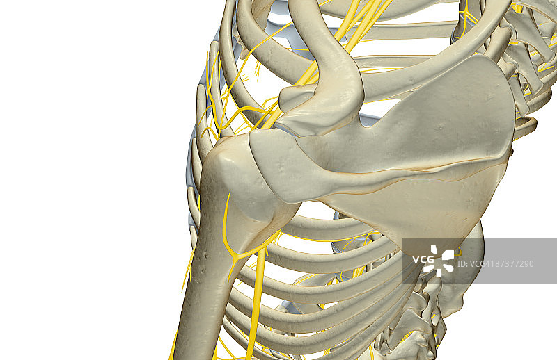 肩部神经图片素材