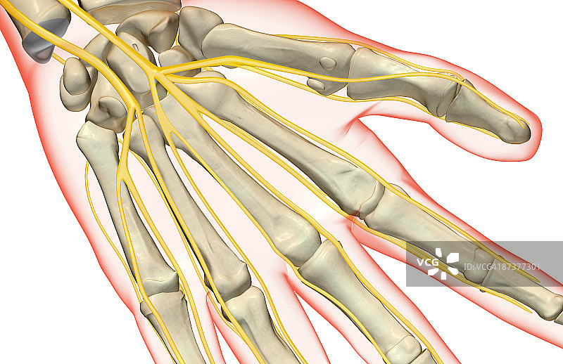 手部神经图片素材