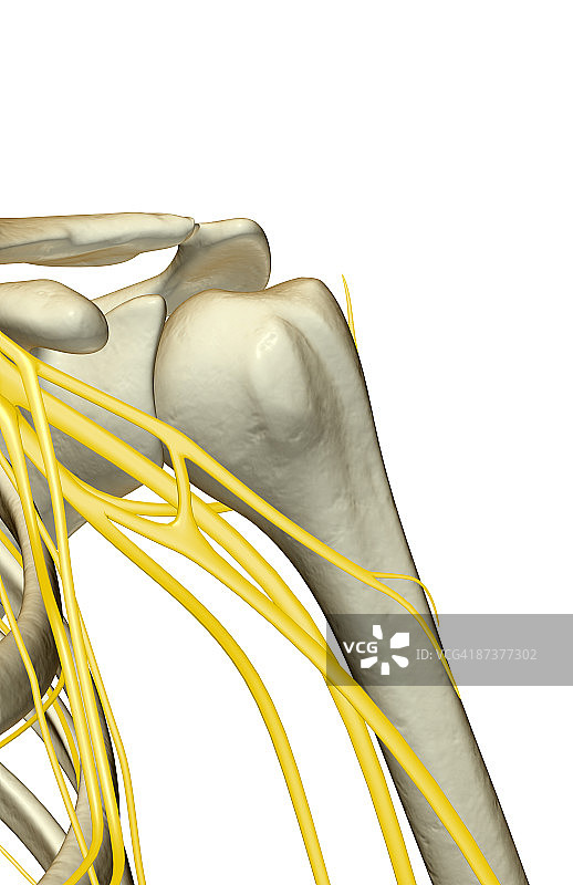 肩部神经图片素材