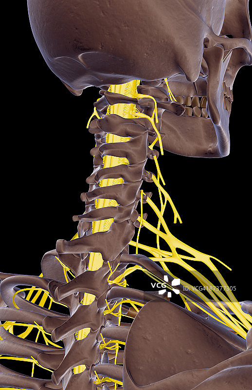 颈部神经图片素材