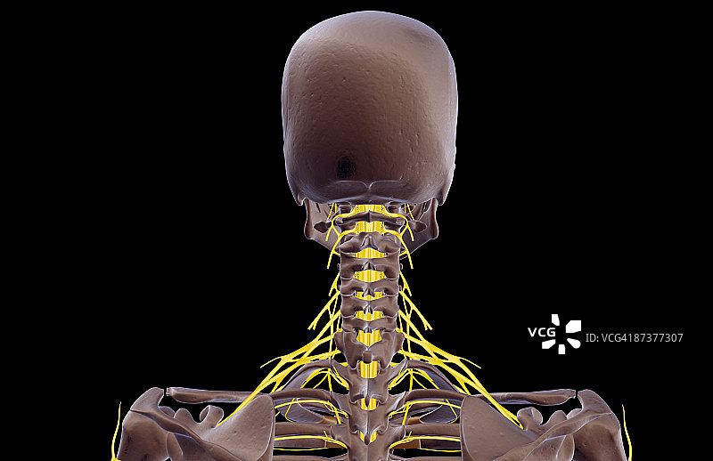 颈部神经图片素材