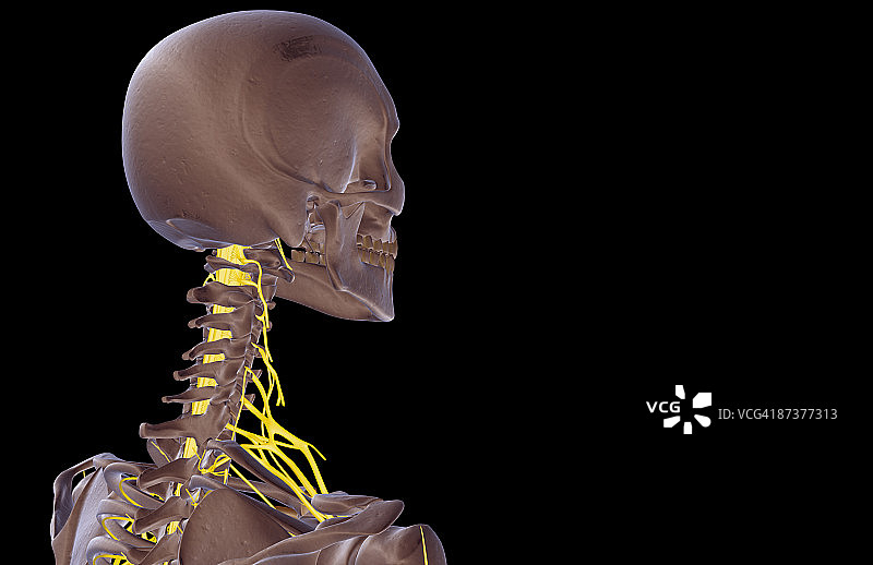 颈部神经图片素材