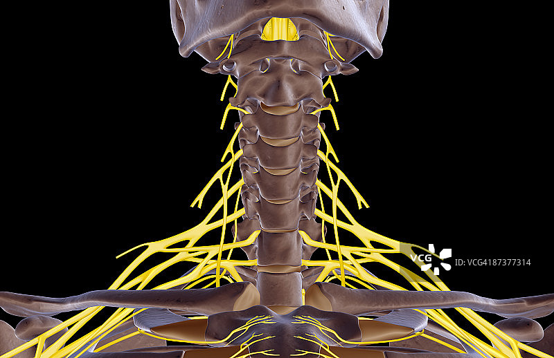 颈部神经图片素材