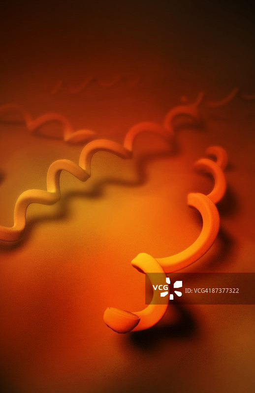 梅毒螺旋体图片素材