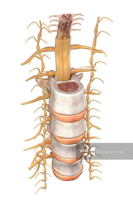 脊髓图片素材