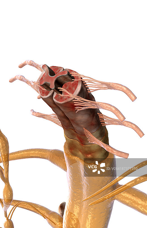脊髓图片素材