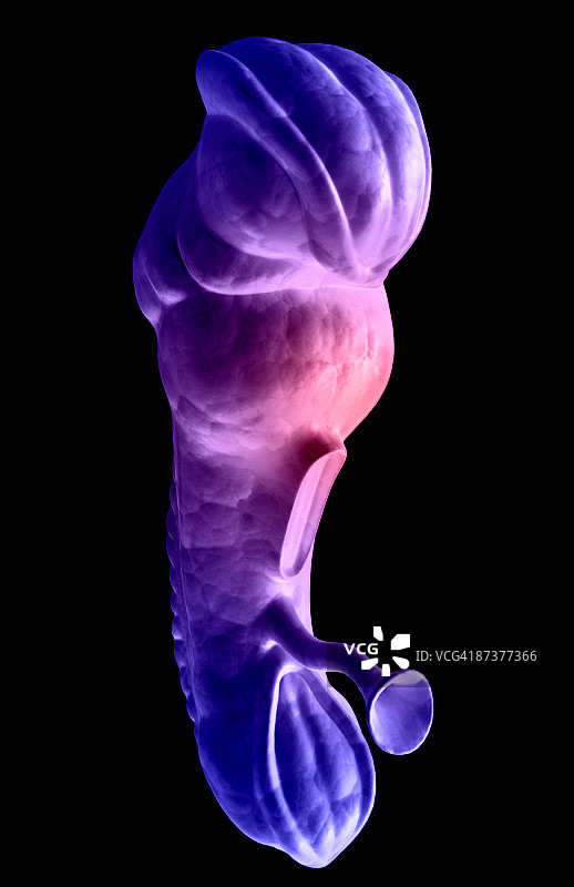 胚胎发育图片素材