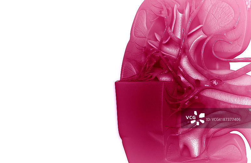 肾脏的血液供应图片素材