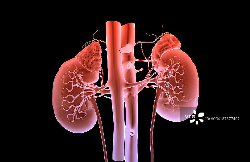 肾脏的血液供应图片素材