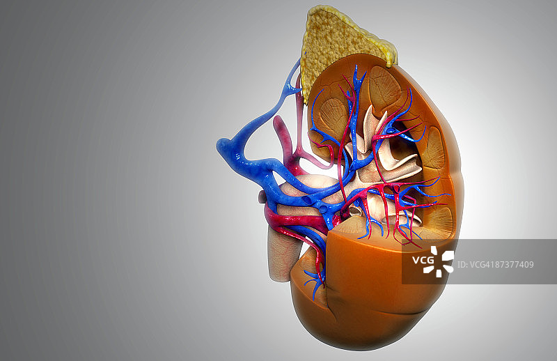 肾脏的血液供应图片素材