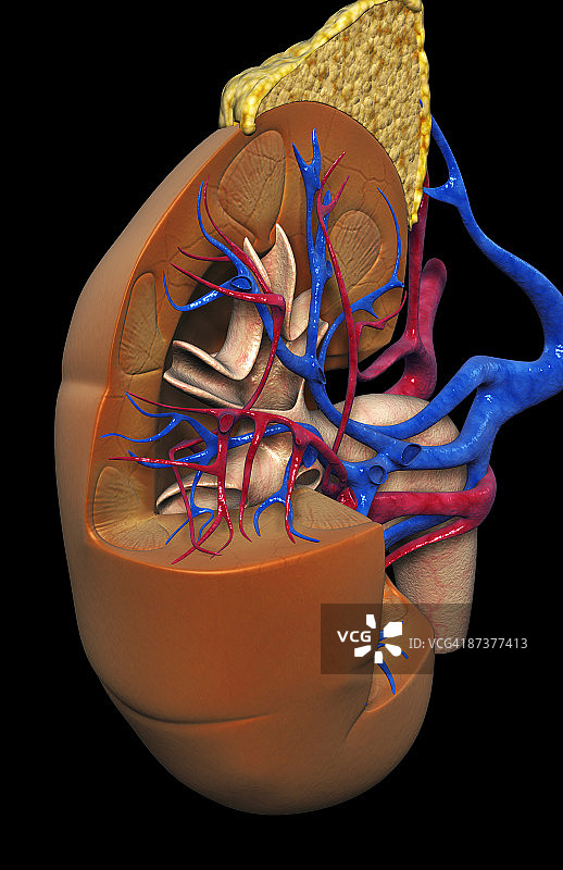 肾脏的血液供应图片素材