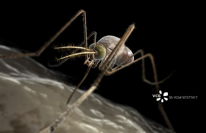 蚊虫叮咬图片素材