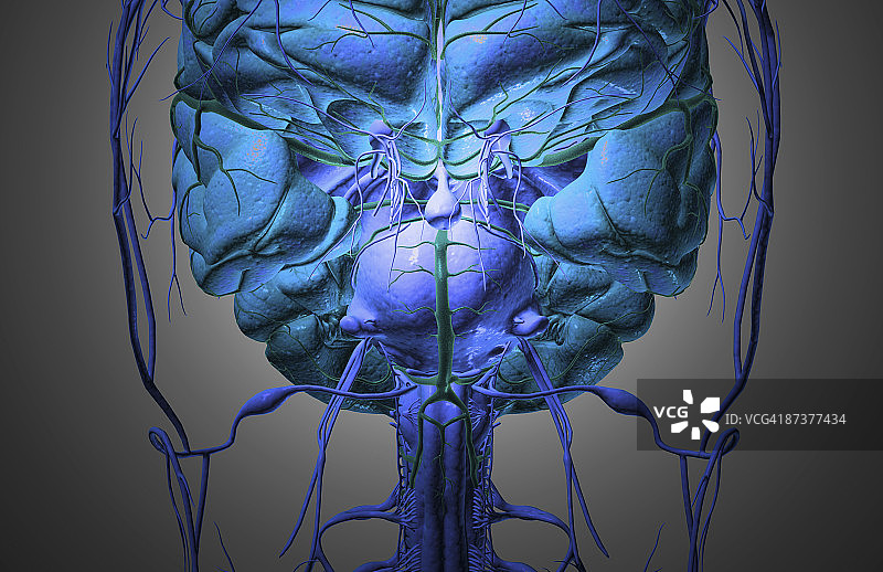 头部的大脑和神经图片素材