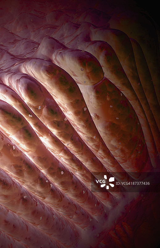 视杆细胞和视锥细胞图片素材