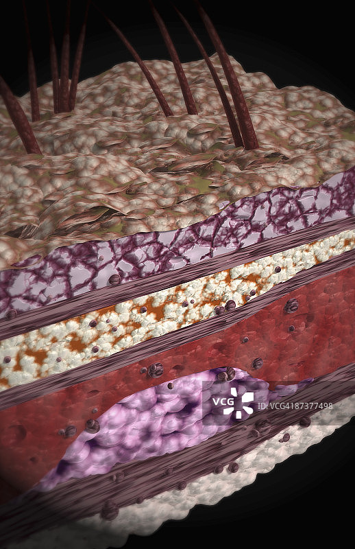 皮肤的层次图片素材