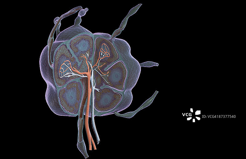 淋巴结图片素材