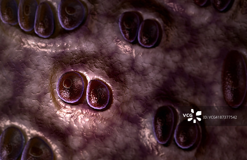 透明软骨图片素材