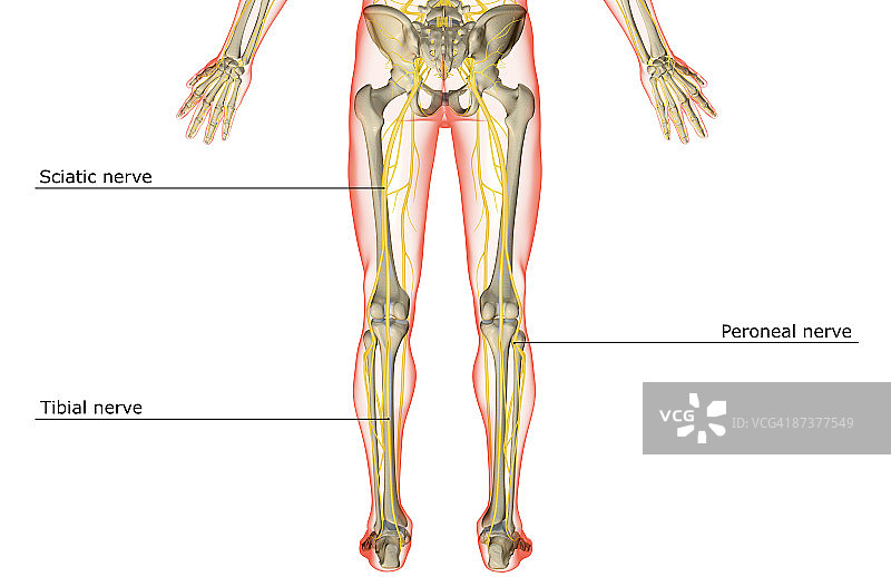 下半身的神经图片素材