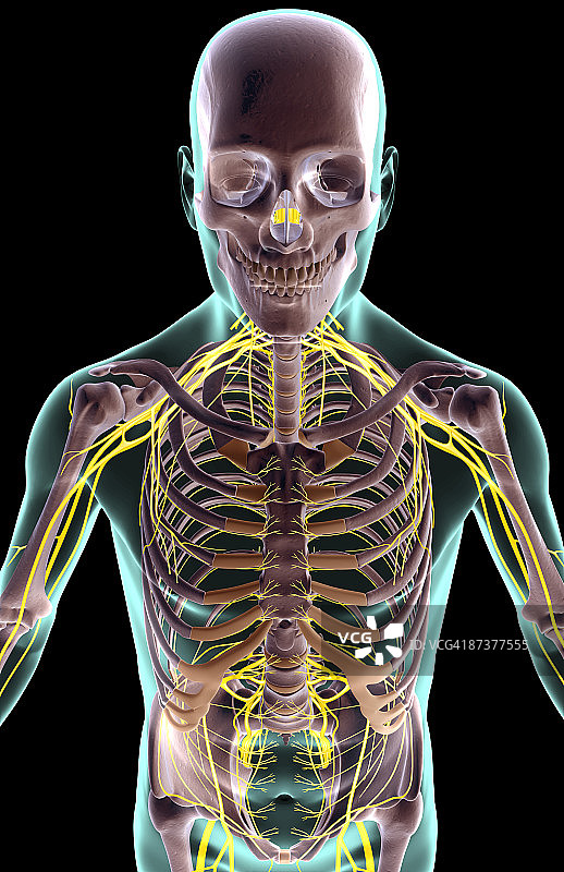 上半身神经分布图片素材