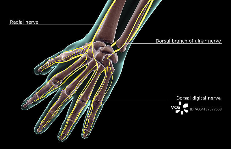 手部神经图片素材