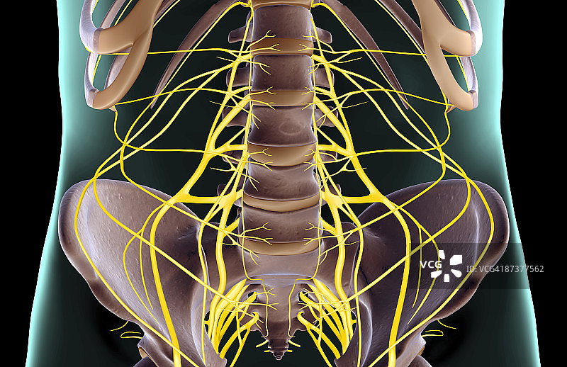 盆骨神经图片素材