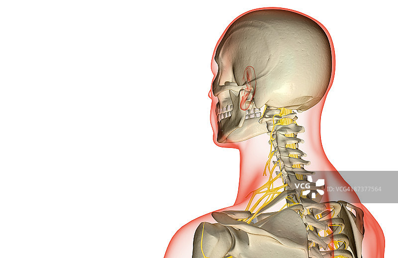颈部神经图片素材