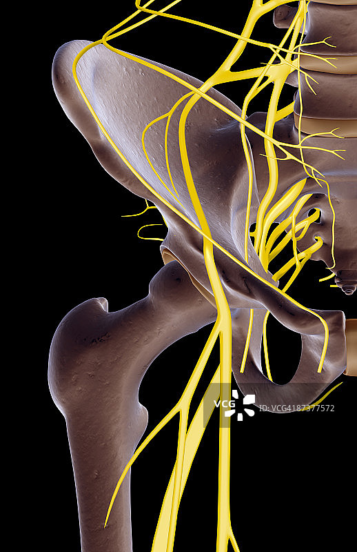 臀部神经图片素材