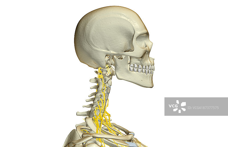 颈部神经图片素材