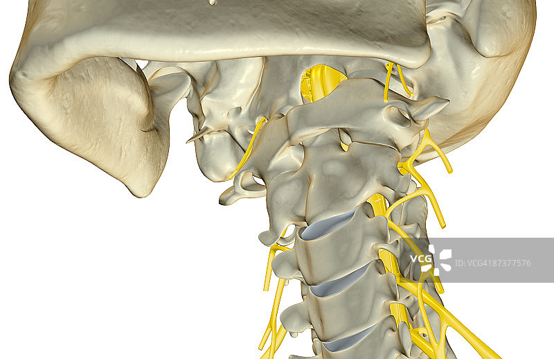 颈部神经图片素材