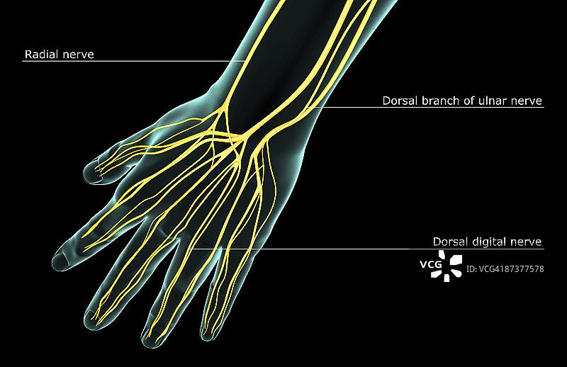 手部神经图片素材
