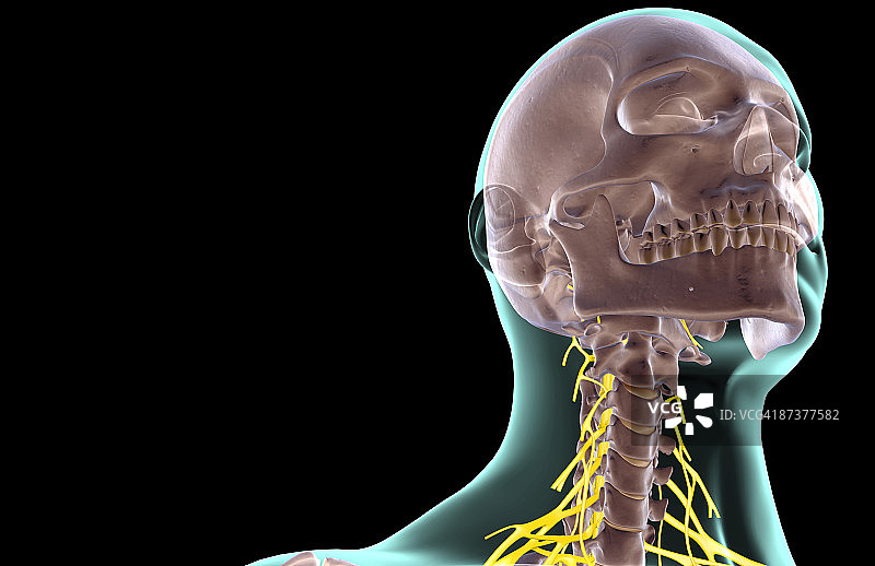 颈部神经图片素材