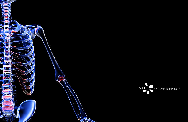 上肢骨骼图片素材