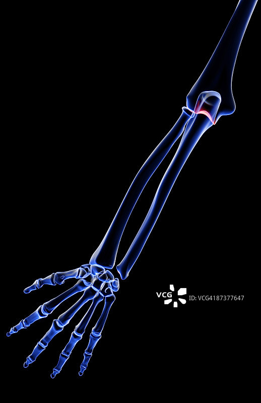 前臂骨骼图片素材