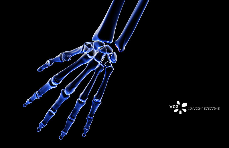 手的骨骼图片素材