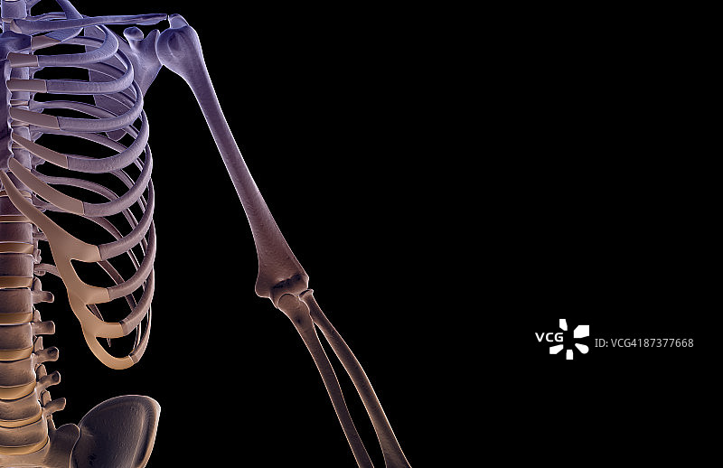 上肢骨骼图片素材