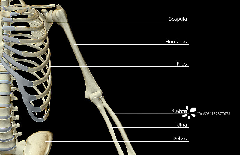 上肢骨骼图片素材