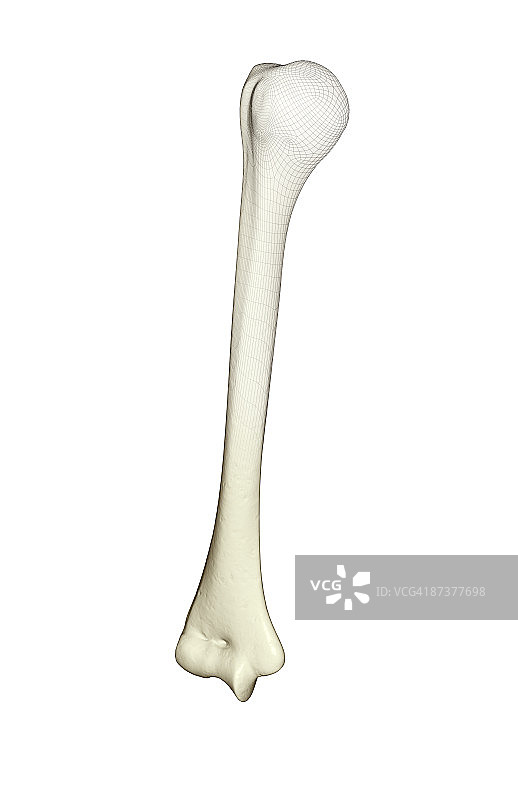 肱骨图片素材