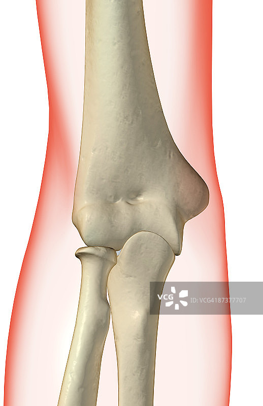 肘部骨骼图片素材