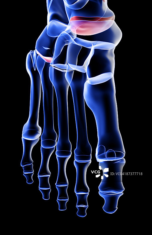 足部骨骼图片素材