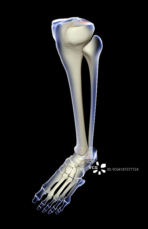 腿部骨骼图片素材