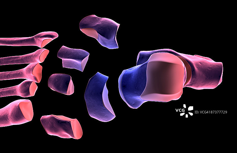 足部骨骼图片素材