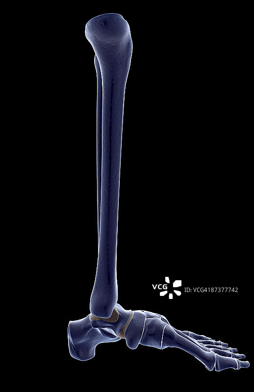 腿部骨骼图片素材