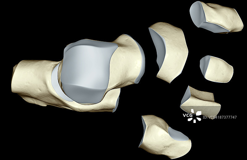 足部骨骼图片素材
