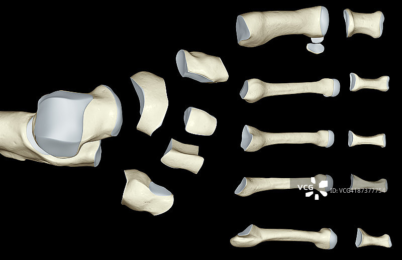 足部骨骼图片素材